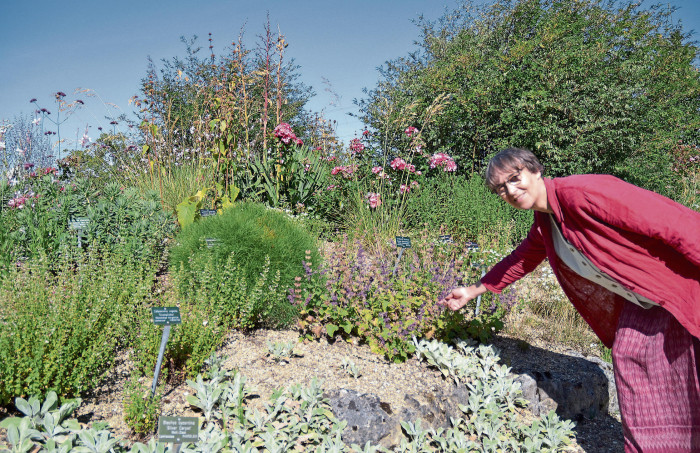 Welche Pflanzen gedeihen trotz Hitze im Garten? Eine Nürtinger Expertin