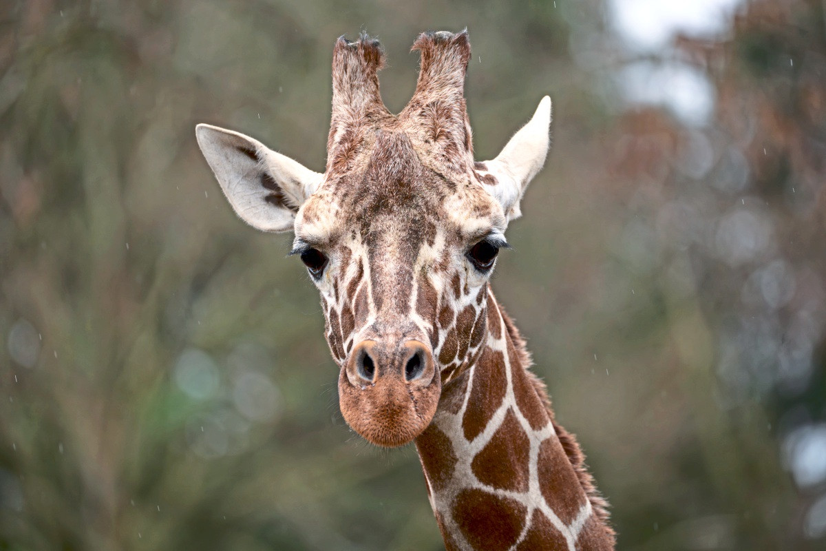 Woran starb Giraffe Tilodi in der Wilhelma Stuttgart?
