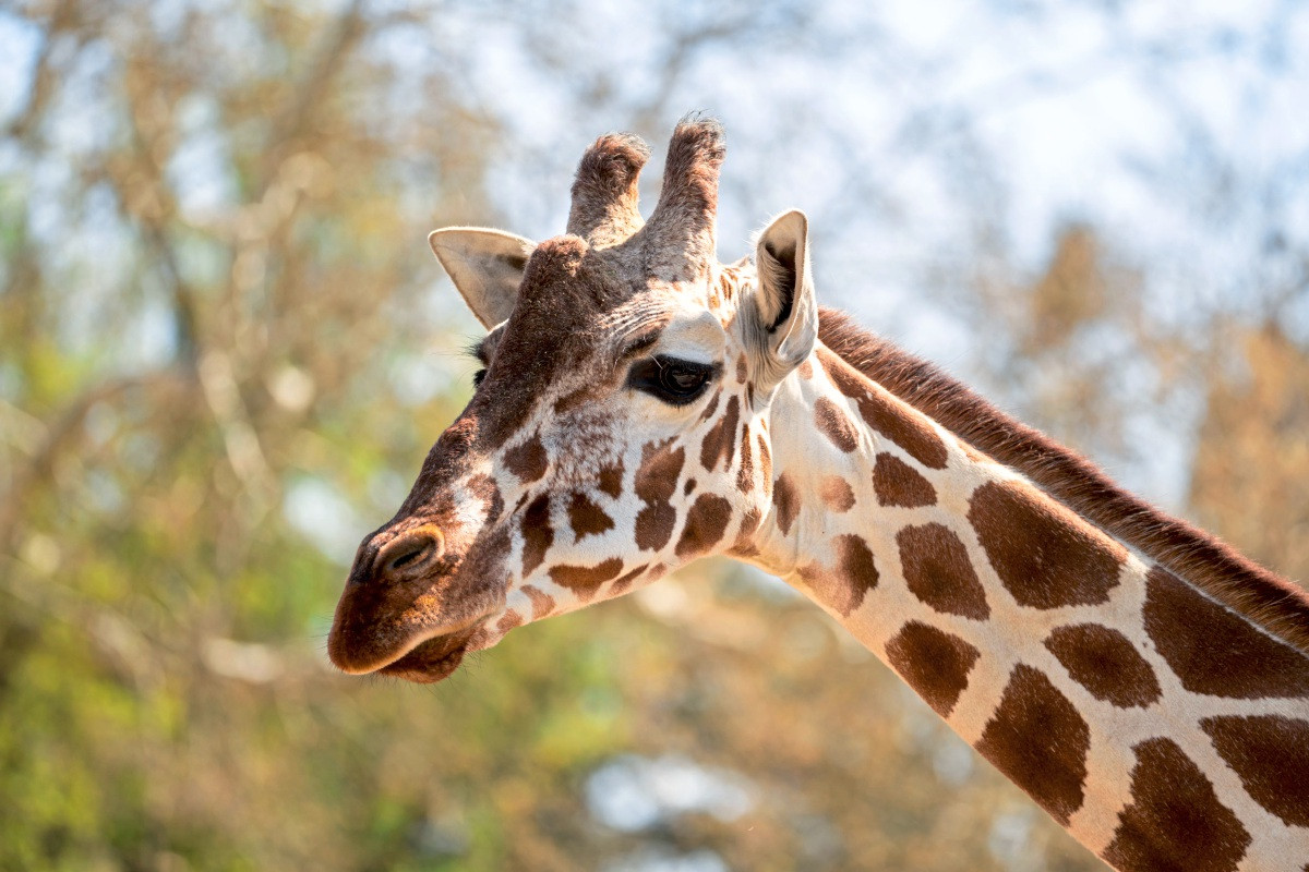 Am Samstag dreht sich in der Wilhelma Stuttgart alles um Giraffen