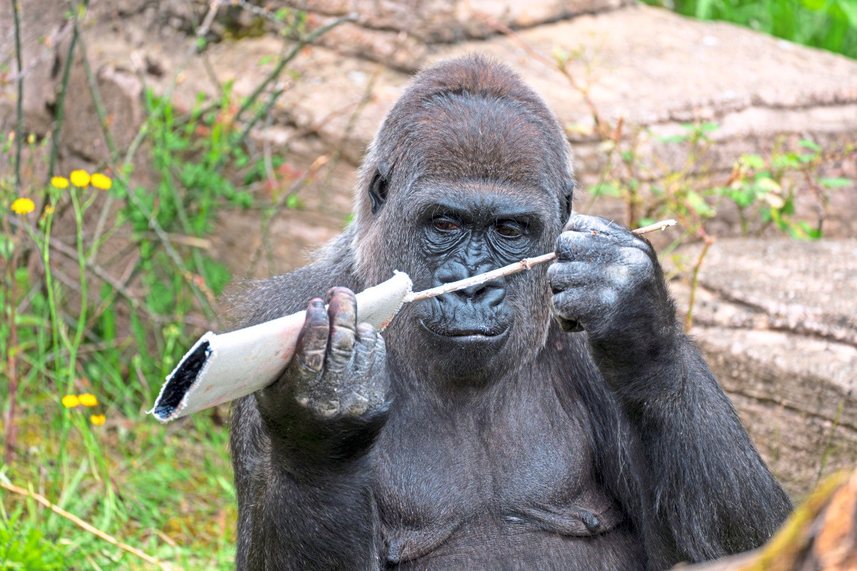 Wilhelma in Stuttgart is dedicating a theme day to bonobos, gorillas ...