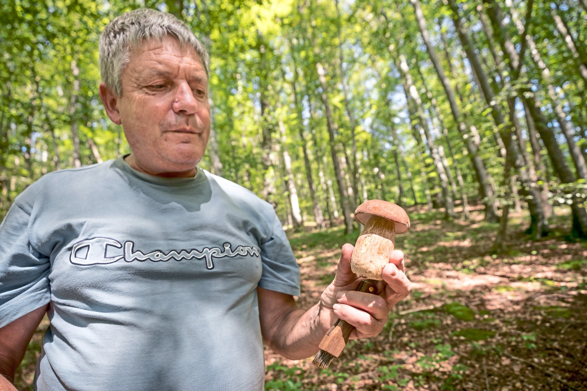 Pilze sammeln im Kreis Esslingen: Munteres Hobby, mit Vorsicht zu genießen