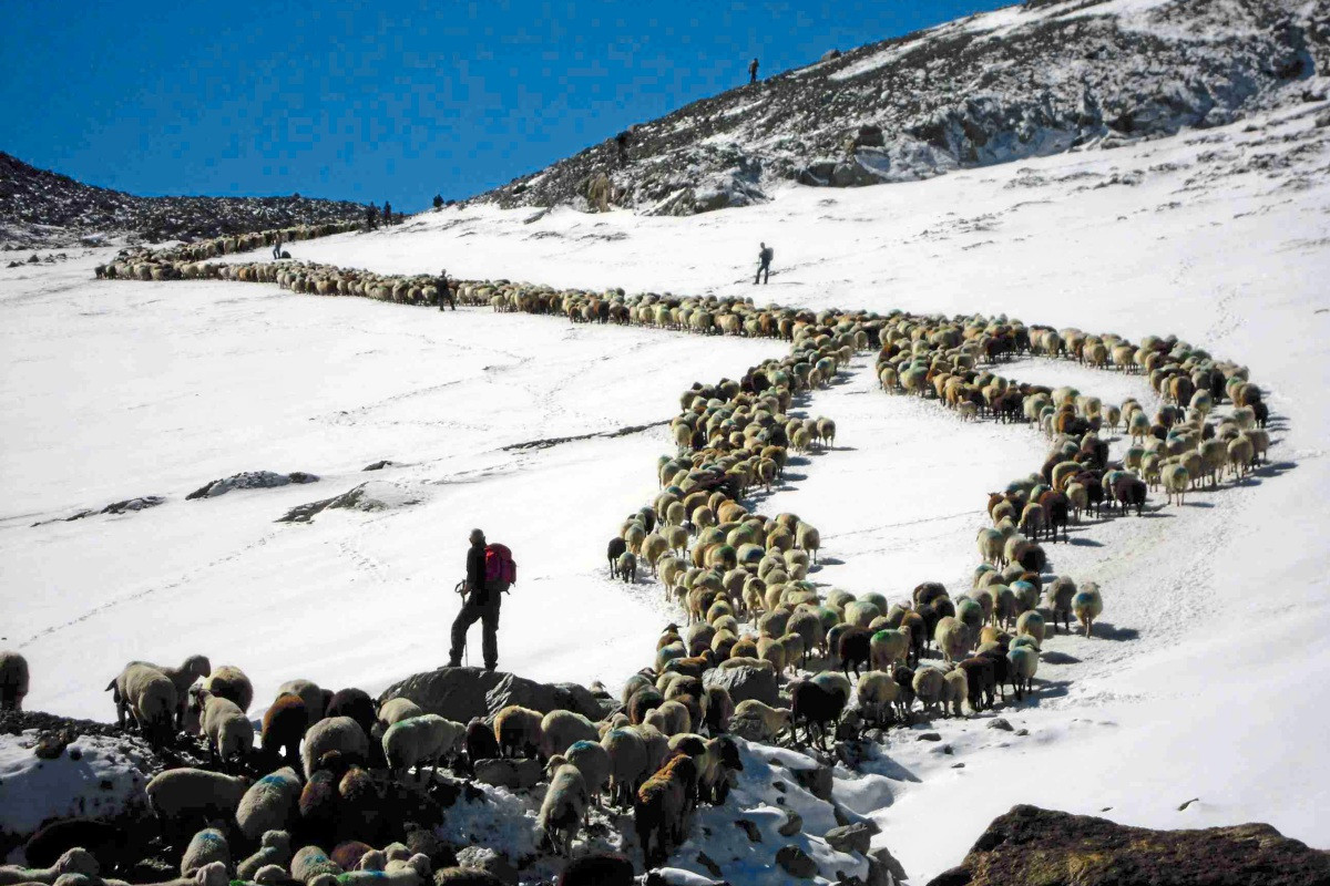 Schäfer aus Owen zieht mit 1300 Schafen über die Alpen