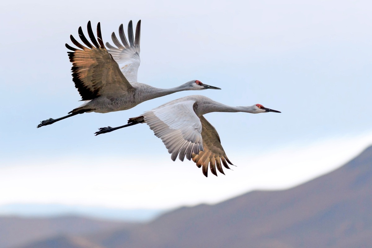 Avian influenza has moved closer to the Esslingen district.