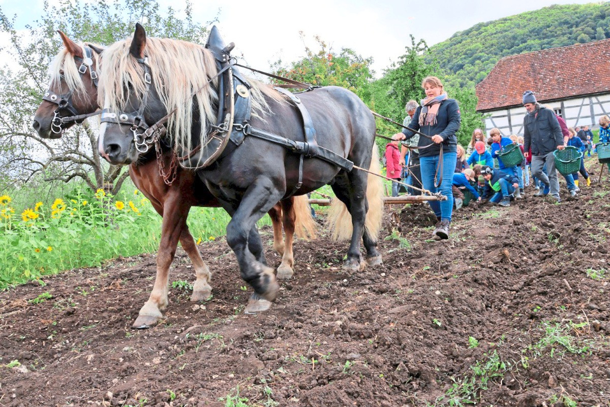 Potato harvest like in the old days at the Beuren Open-Air Museum