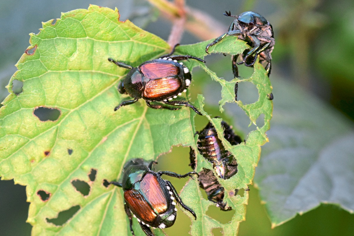 Do Japanese beetles also threaten the Esslingen district?