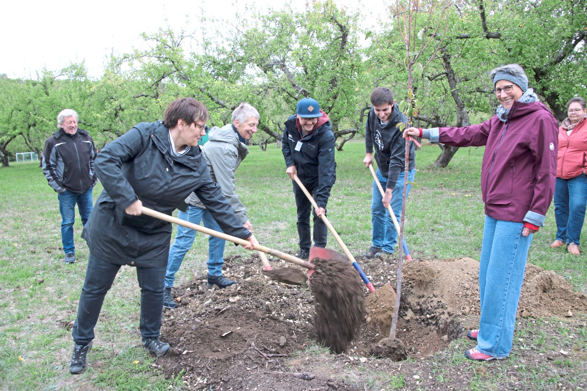 The Erms Valley sweet cherry is the fruit tree of the year 2026.